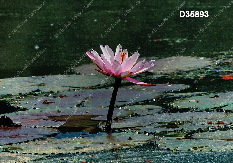 Red Water Lily (Nymphaea rubra)